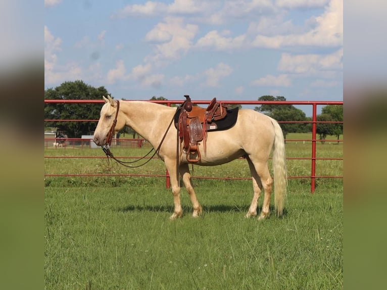 Quarter Pony Wałach 8 lat Szampańska in Grand Saline, TX