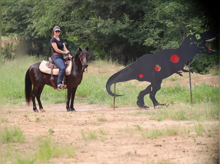 Quarter Pony Wałach 9 lat 130 cm Kara in Grand Saline