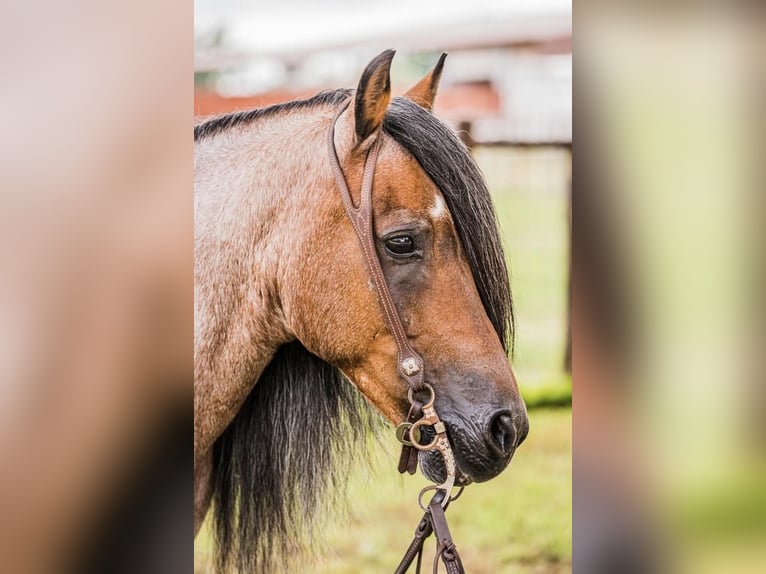 Quarter Pony Wałach 9 lat Gniadodereszowata in Lipan, TX