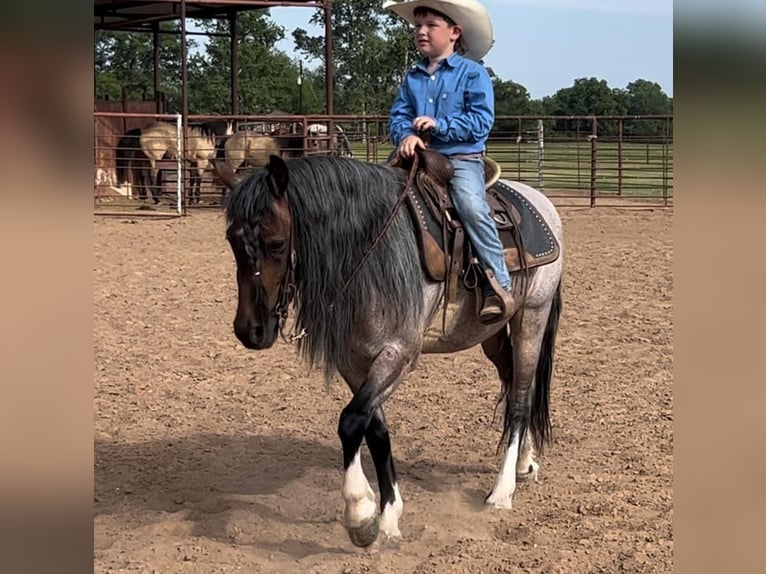 Quarter Pony Wałach 9 lat Gniadodereszowata in Lipan, TX