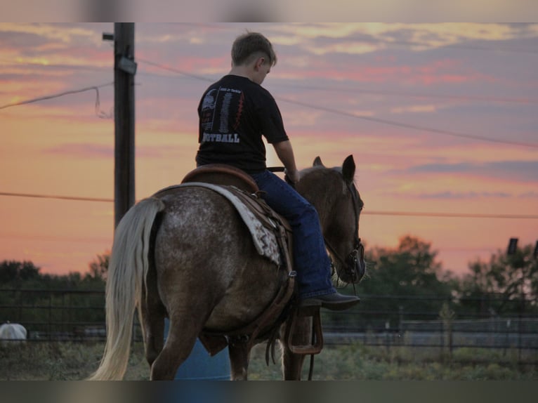 Quarter Pony Wallach 10 Jahre 130 cm Rotfuchs in Granbury