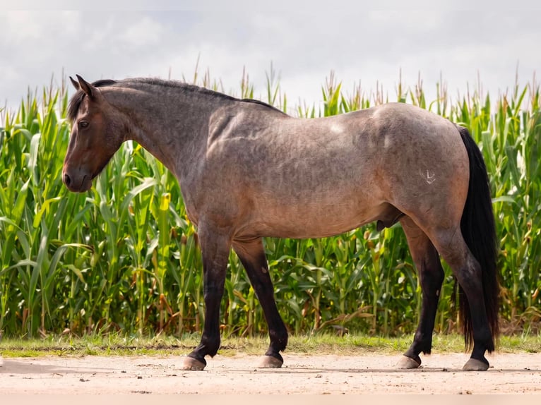 Quarter Pony Wallach 10 Jahre 132 cm Roan-Blue in Joy