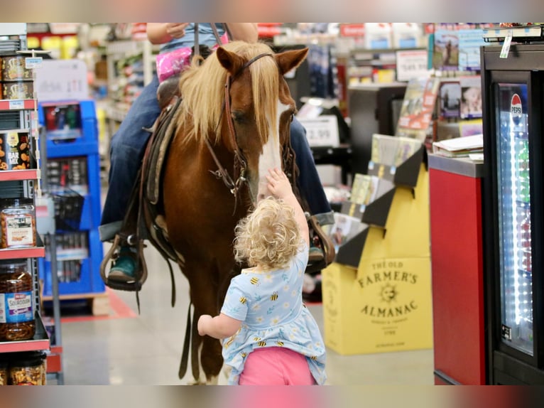 Quarter Pony Wallach 10 Jahre 132 cm Rotfuchs in Decatur, TX