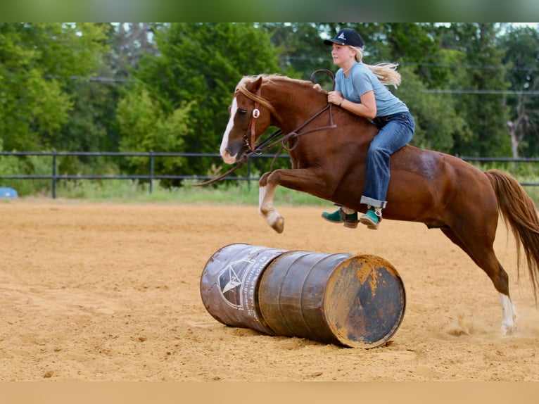 Quarter Pony Wallach 10 Jahre 132 cm Rotfuchs in Decatur, TX