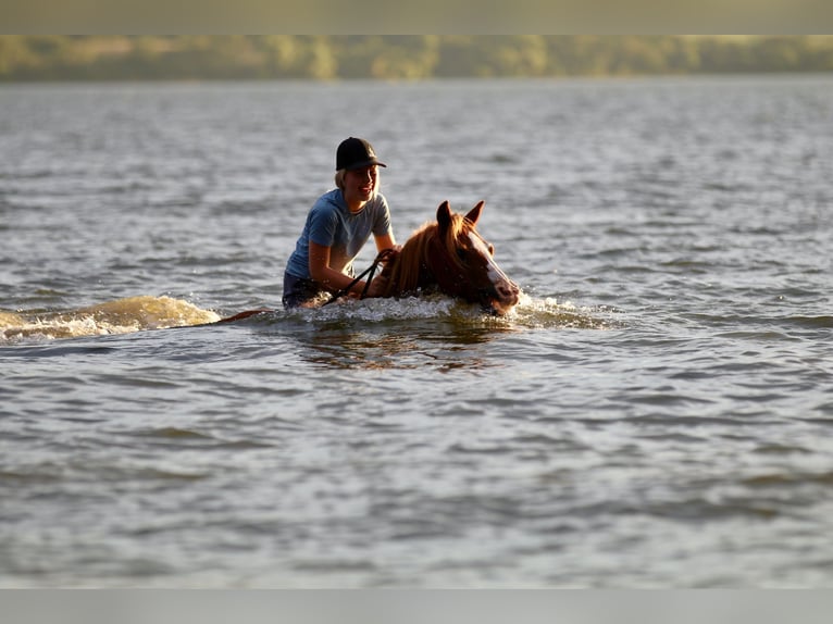 Quarter Pony Wallach 10 Jahre 132 cm Rotfuchs in Decatur, TX
