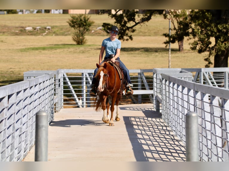 Quarter Pony Wallach 10 Jahre 132 cm Rotfuchs in Decatur, TX