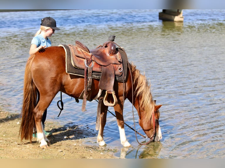 Quarter Pony Wallach 10 Jahre 132 cm Rotfuchs in Decatur, TX
