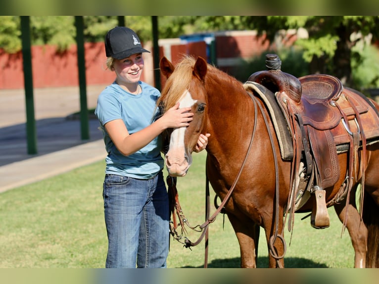 Quarter Pony Wallach 10 Jahre 132 cm Rotfuchs in Decatur, TX