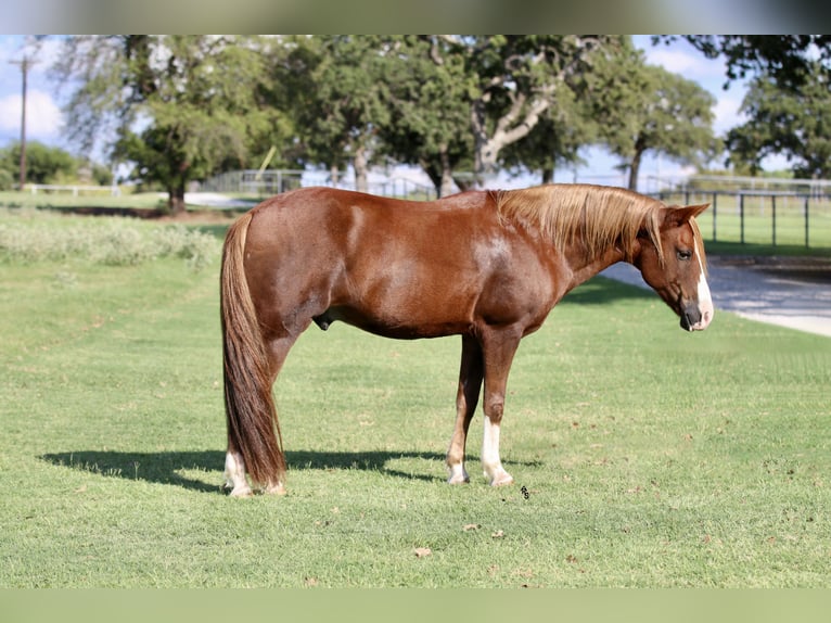Quarter Pony Wallach 10 Jahre 132 cm Rotfuchs in Decatur, TX