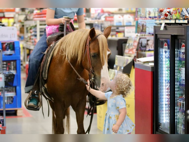 Quarter Pony Wallach 10 Jahre 132 cm Rotfuchs in Decatur, TX