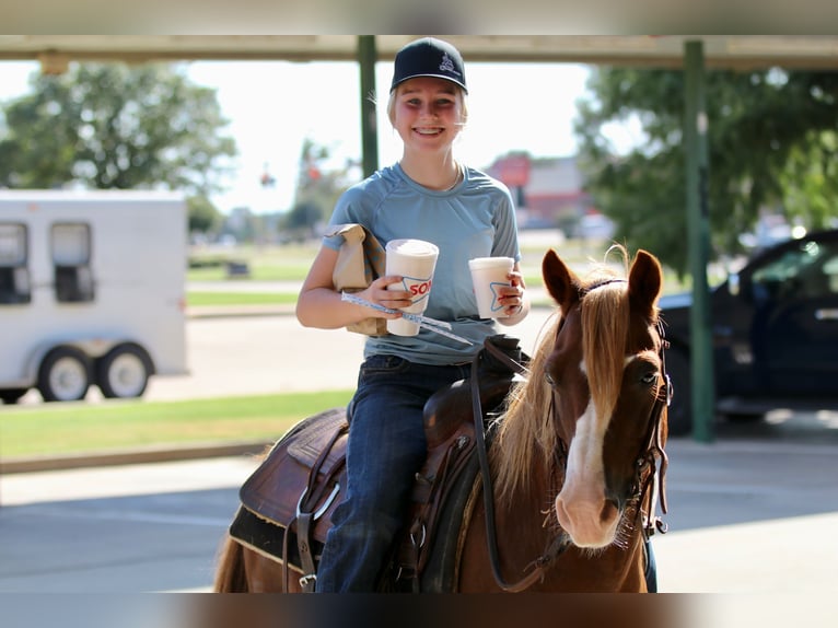 Quarter Pony Wallach 10 Jahre 132 cm Rotfuchs in Decatur, TX