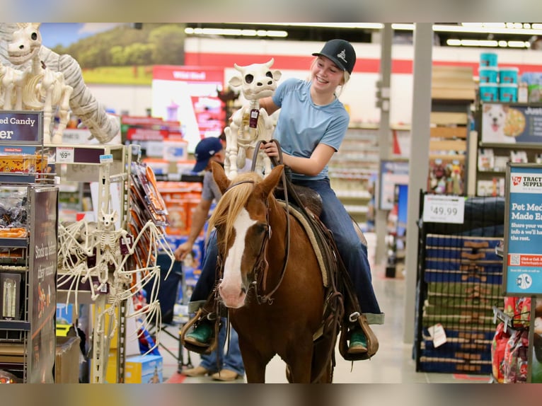 Quarter Pony Wallach 10 Jahre 132 cm Rotfuchs in Decatur, TX