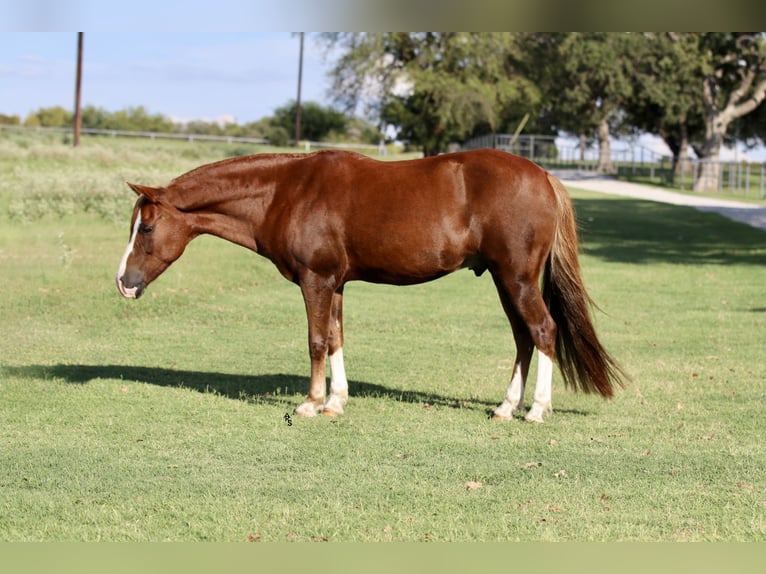 Quarter Pony Wallach 10 Jahre 132 cm Rotfuchs in Decatur, TX