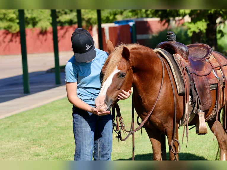 Quarter Pony Wallach 10 Jahre 132 cm Rotfuchs in Decatur, TX