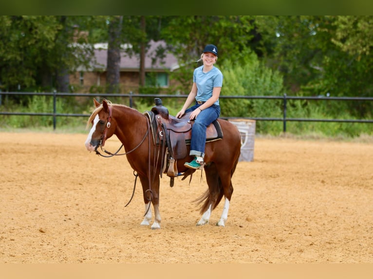 Quarter Pony Wallach 10 Jahre 132 cm Rotfuchs in Decatur, TX