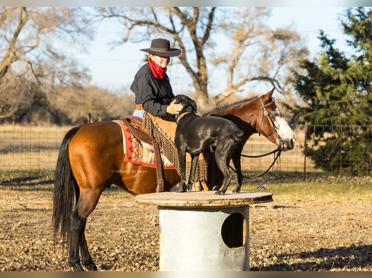 Quarter Pony Wallach 10 Jahre 140 cm Rotbrauner in Grand Island
