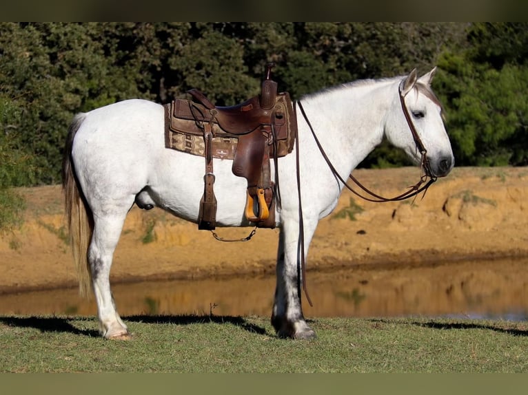 Quarter Pony Wallach 10 Jahre 142 cm Schimmel in Joshua, TX