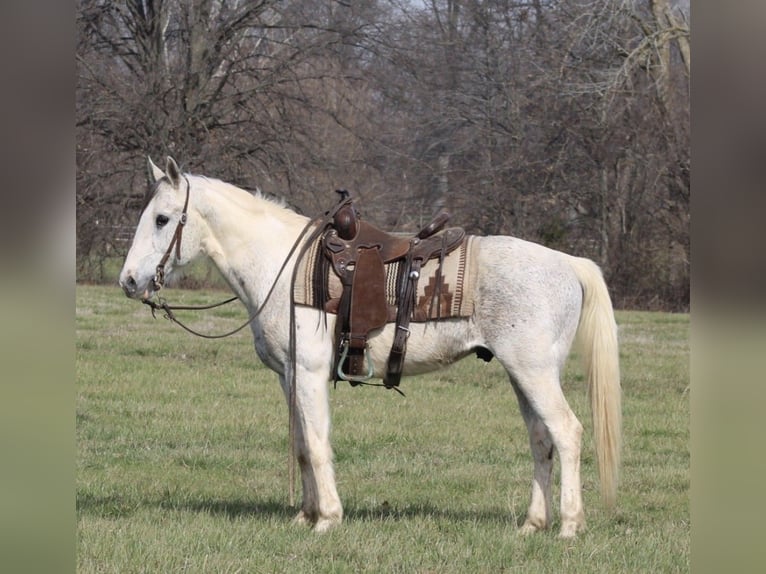 Quarter Pony Wallach 10 Jahre 142 cm Tobiano-alle-Farben in Charleston