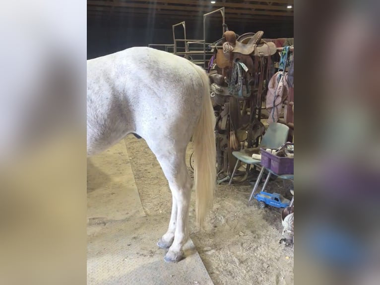 Quarter Pony Wallach 10 Jahre 142 cm Tobiano-alle-Farben in Charleston