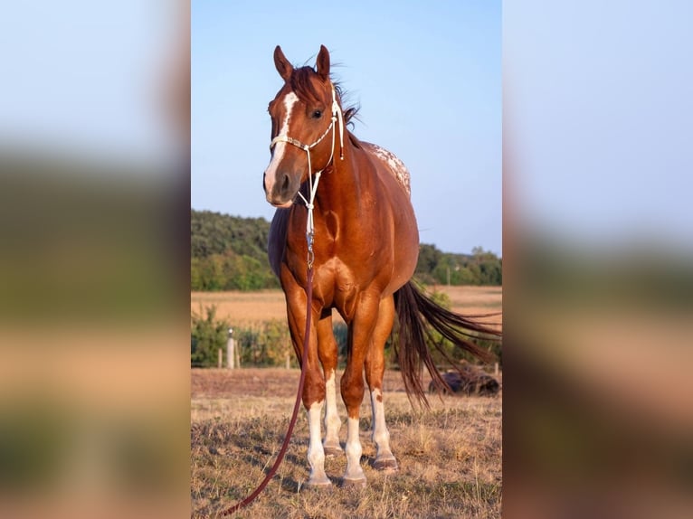Quarter Pony Mix Wallach 10 Jahre 152 cm Fuchs in Maria Ponsee