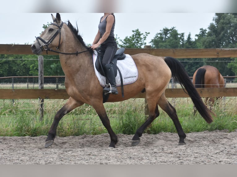 Quarter Pony Wallach 10 Jahre 155 cm Buckskin in Achtmaal