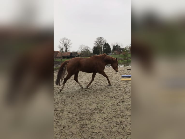 Quarter Pony Wallach 10 Jahre 163 cm Fuchs in Rastede