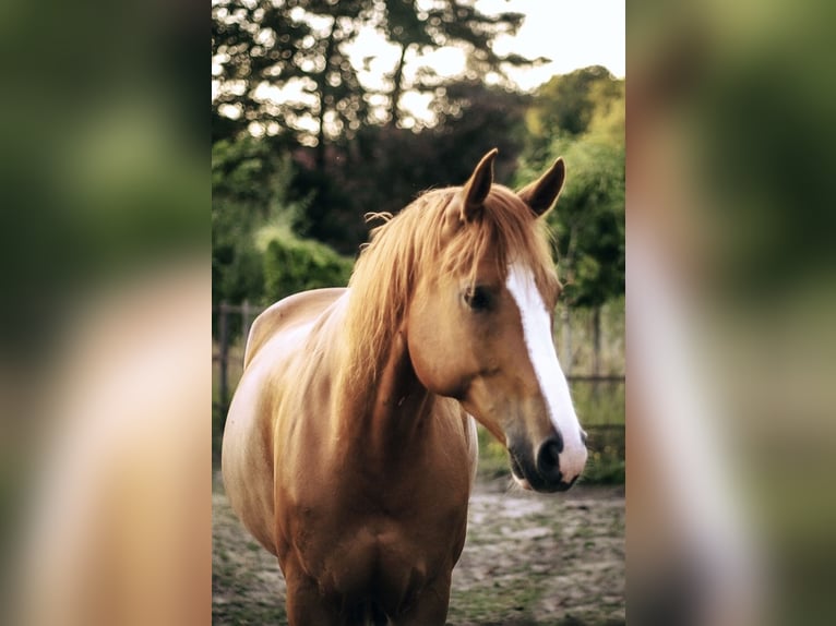 Quarter Pony Wallach 10 Jahre 163 cm Fuchs in Rastede
