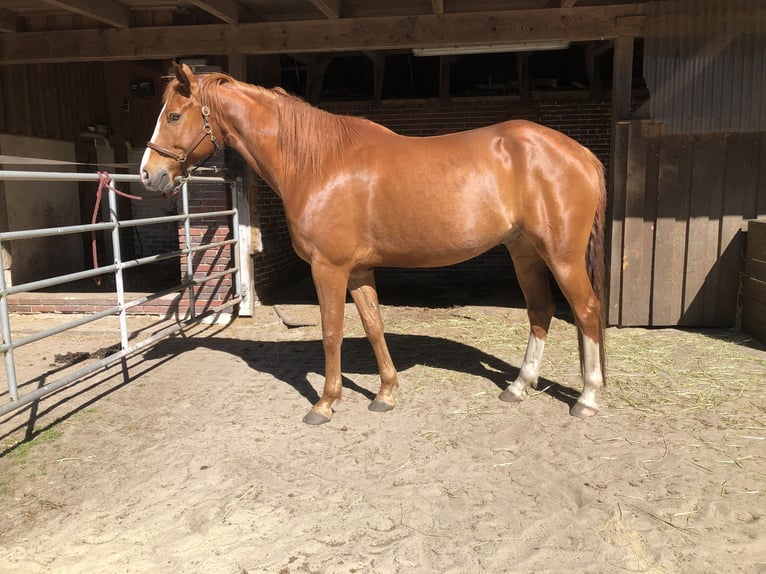 Quarter Pony Wallach 10 Jahre 163 cm Fuchs in Rastede