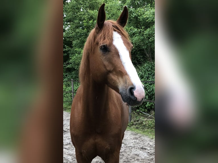 Quarter Pony Wallach 10 Jahre 163 cm Fuchs in Rastede