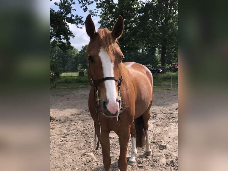 Quarter Pony Wallach 10 Jahre 163 cm Fuchs in Rastede
