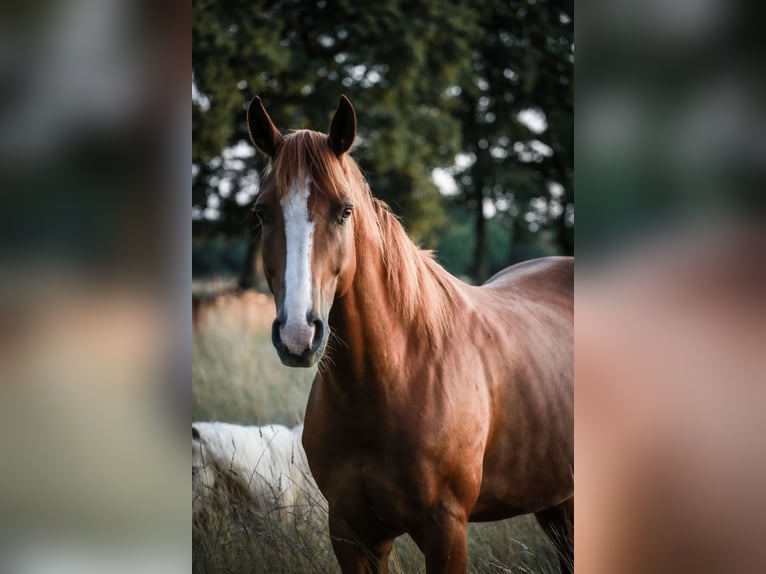 Quarter Pony Wallach 10 Jahre 163 cm Fuchs in Rastede
