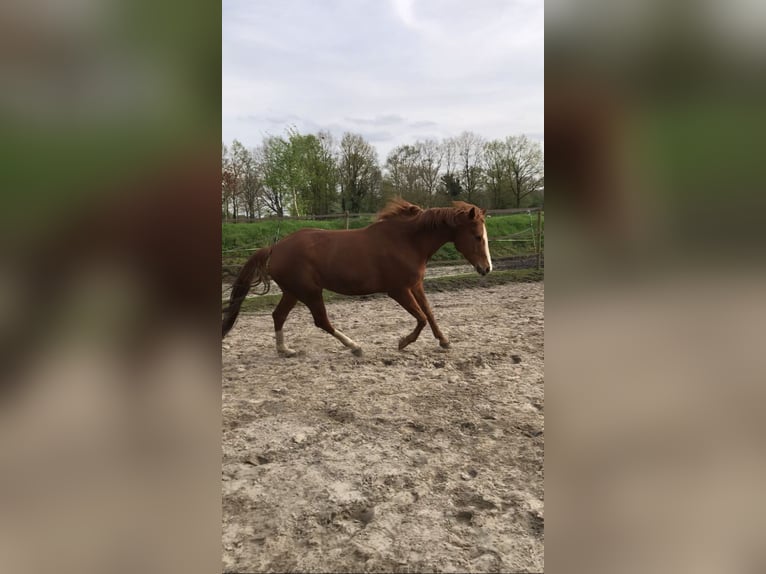 Quarter Pony Wallach 10 Jahre 163 cm Fuchs in Rastede
