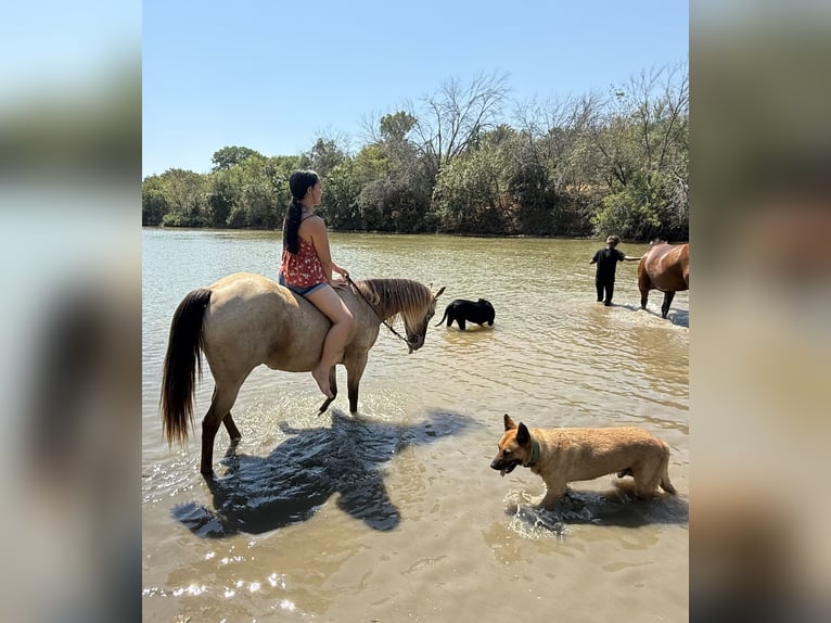 Quarter Pony Wallach 10 Jahre Buckskin in Weatherford