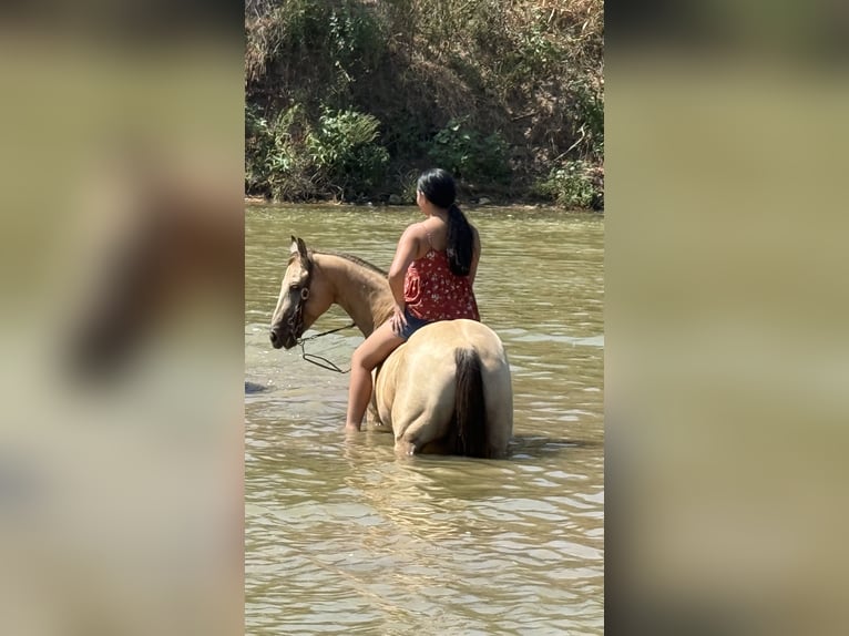Quarter Pony Wallach 10 Jahre Buckskin in Weatherford