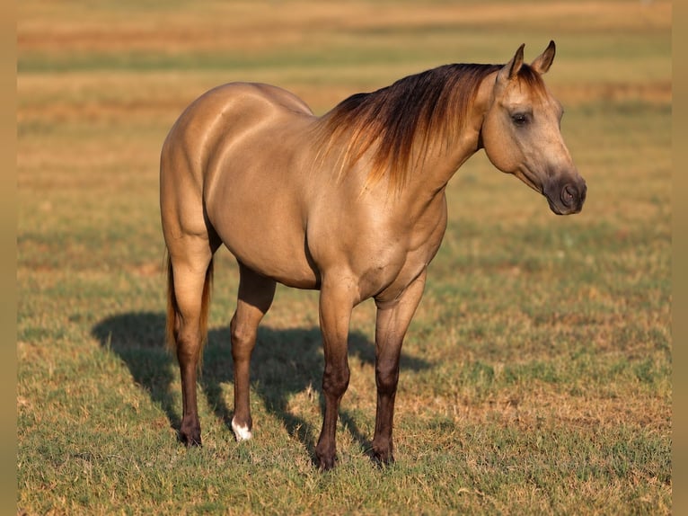 Quarter Pony Wallach 10 Jahre Buckskin in Weatherford