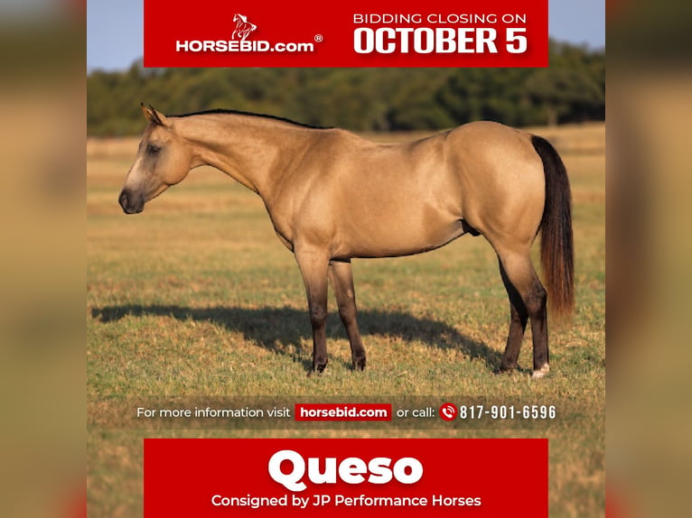 Quarter Pony Wallach 10 Jahre Buckskin in Weatherford