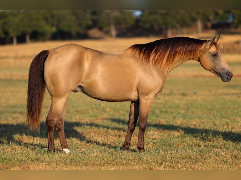 Quarter Pony Wallach 10 Jahre Buckskin in Weatherford
