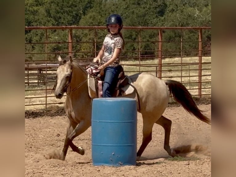 Quarter Pony Wallach 10 Jahre Buckskin in Weatherford