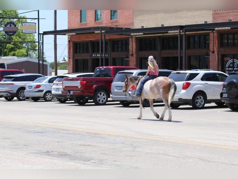 Quarter Pony Wallach 10 Jahre Roan-Red in Joshua, TX
