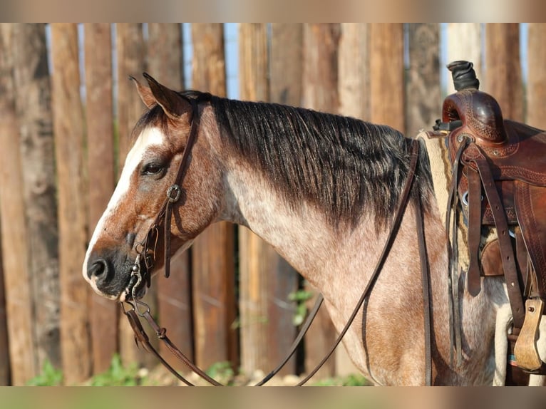 Quarter Pony Wallach 10 Jahre Roan-Red in Joshua, TX