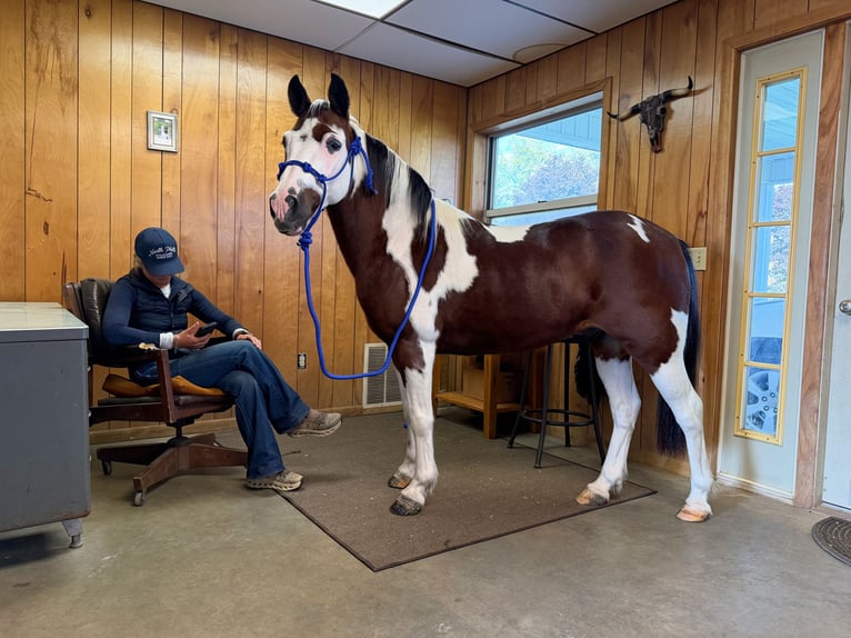 Quarter Pony Wallach 10 Jahre Schecke in Cannon Falls
