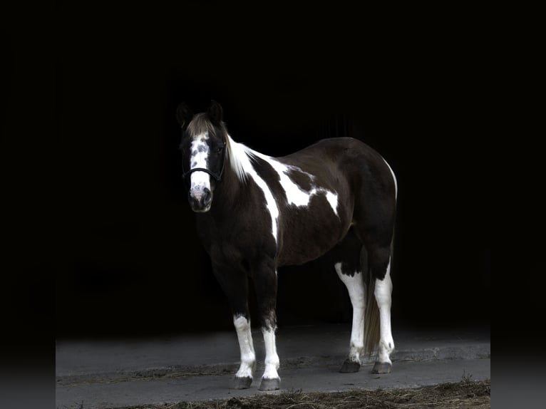 Quarter Pony Wallach 11 Jahre 122 cm in Nevis, MN