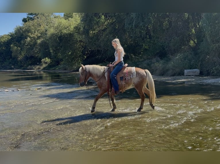 Quarter Pony Wallach 11 Jahre 130 cm Rotfuchs in Granbury