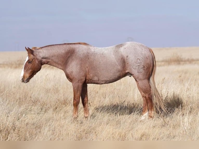 Quarter Pony Wallach 11 Jahre 132 cm Roan-Red in Canyon, TX