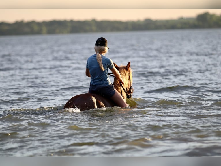 Quarter Pony Wallach 11 Jahre 132 cm Rotfuchs in Decatur, TX