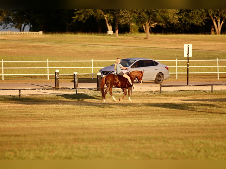 Quarter Pony Wallach 11 Jahre 132 cm Rotfuchs in Decatur, TX