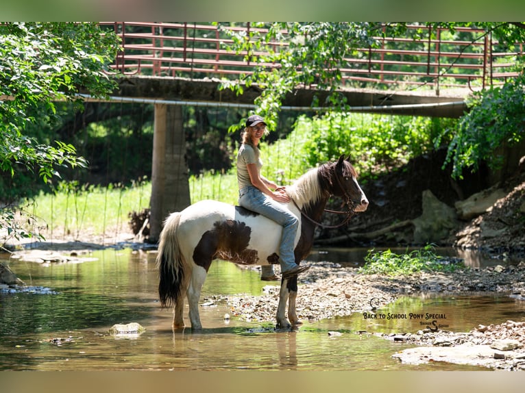 Quarter Pony Wallach 11 Jahre 132 cm Schecke in Clover