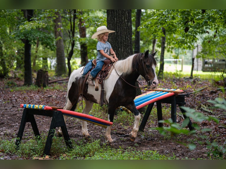Quarter Pony Wallach 11 Jahre 132 cm Schecke in Clover