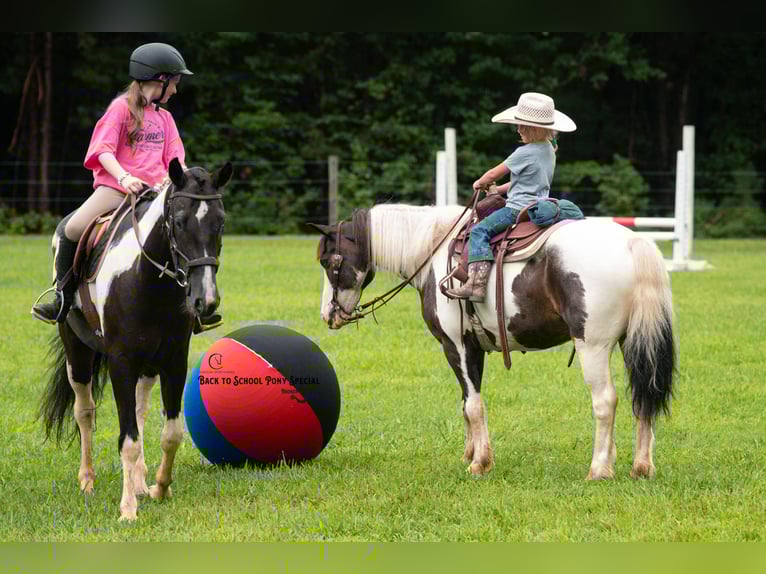 Quarter Pony Wallach 11 Jahre 132 cm Schecke in Clover