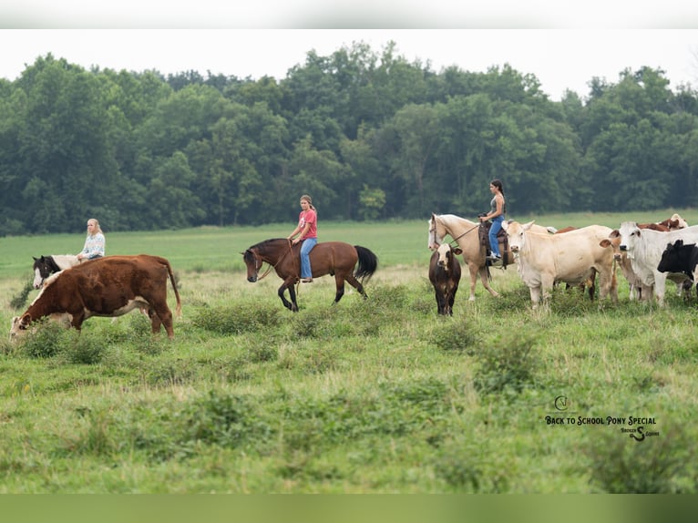 Quarter Pony Wallach 11 Jahre 132 cm Schecke in Clover